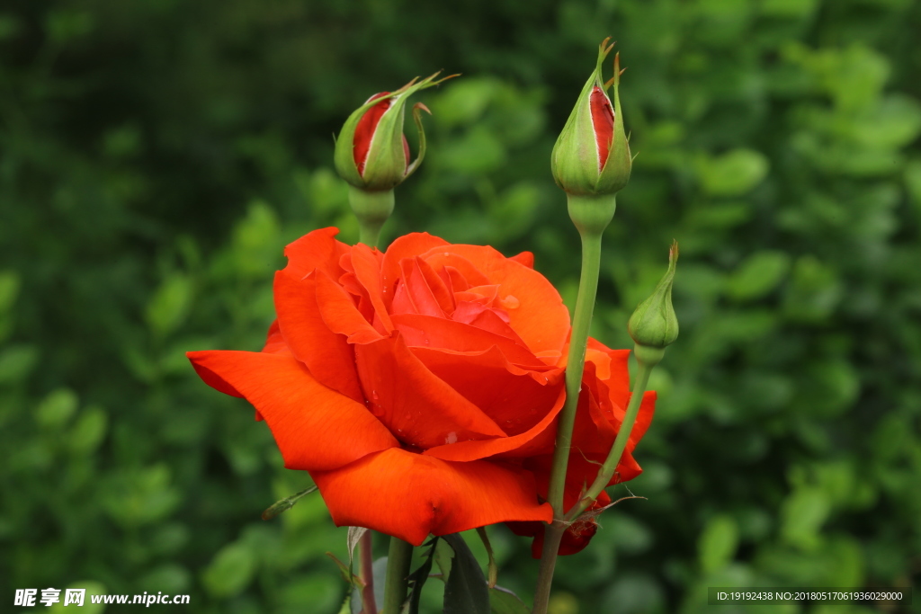 月季花
