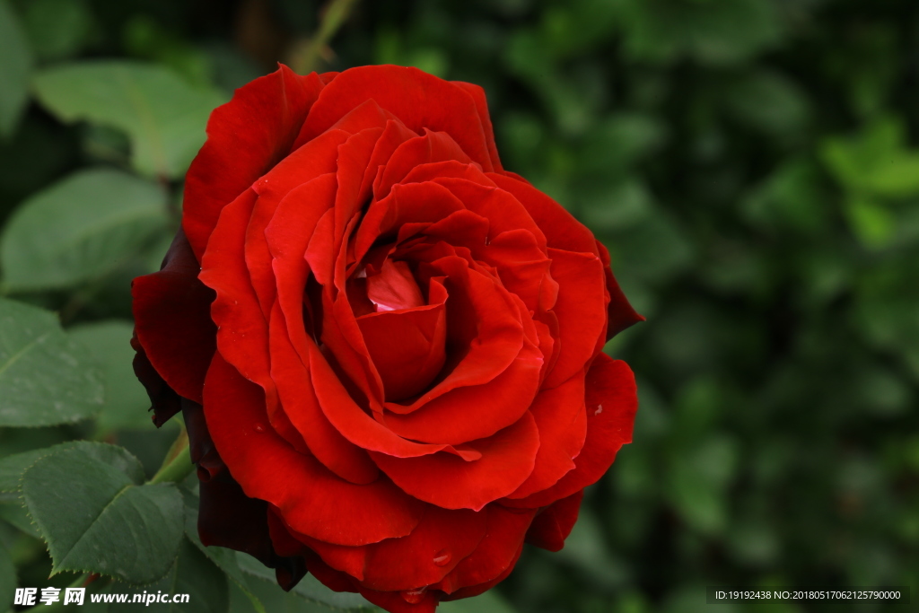 月季花