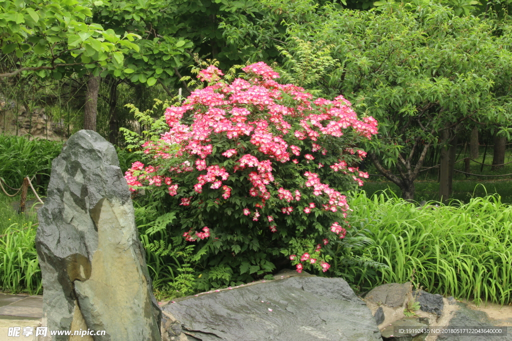 月季花
