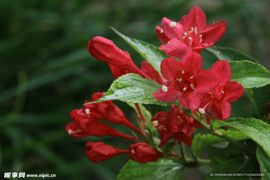 红王子锦带花