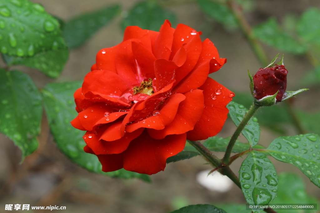 月季花