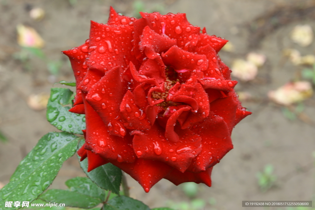 月季花