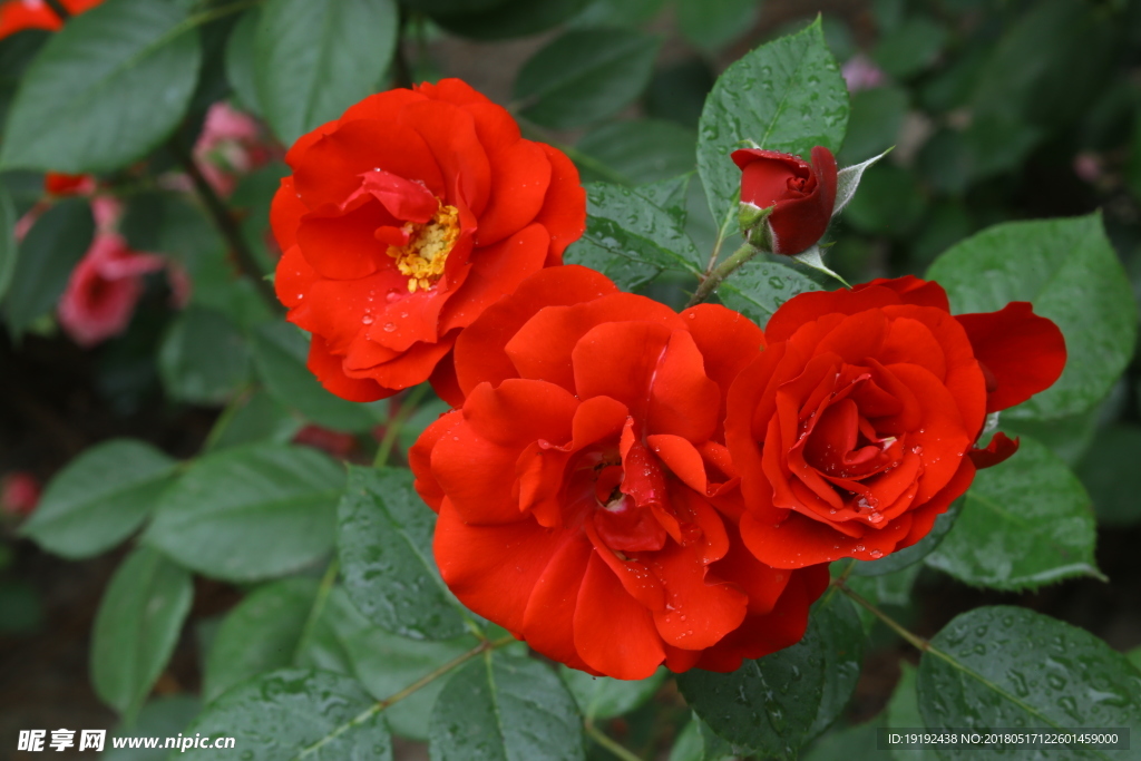 月季花