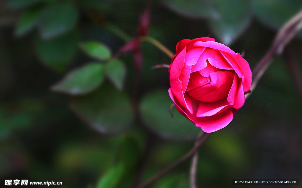 月季花
