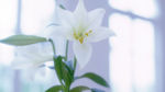 百合花