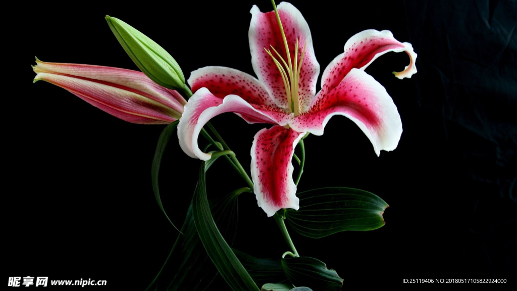 百合花