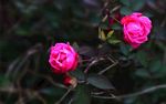 月季花