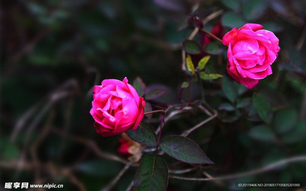 月季花
