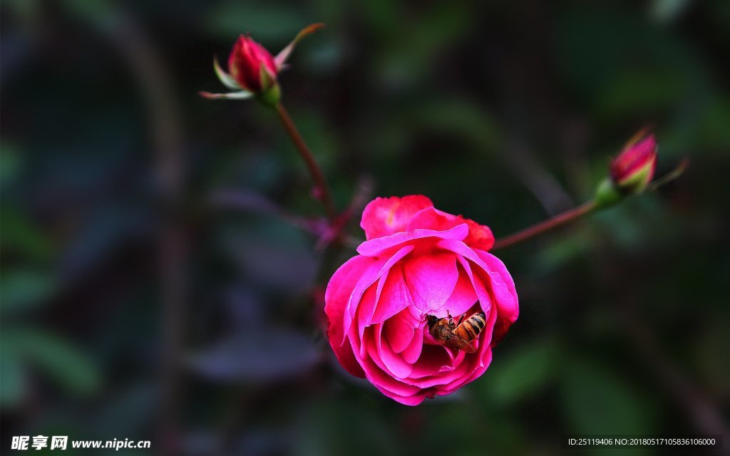 月季花
