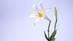 百合花