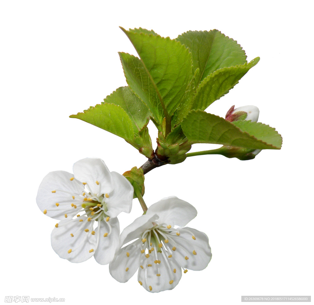 苹果花