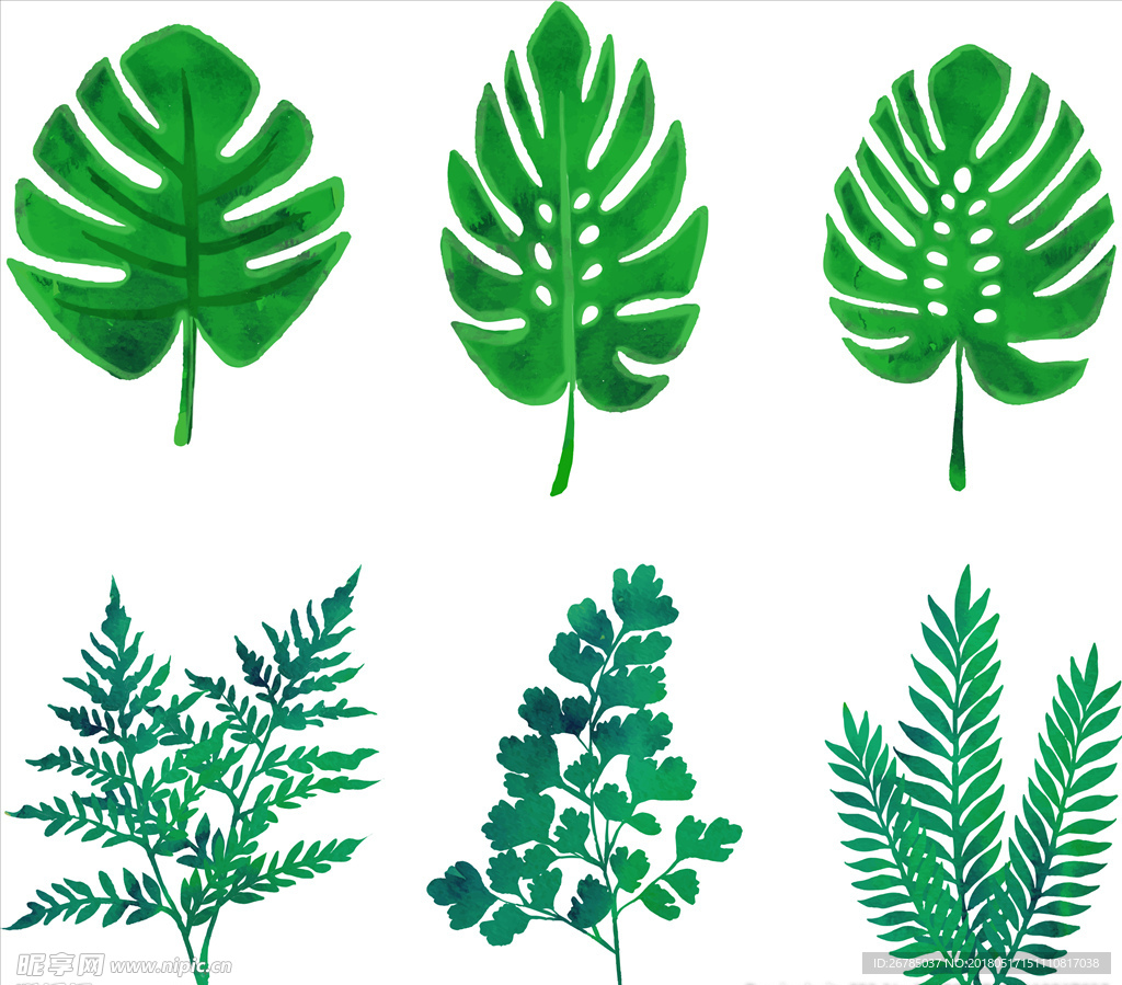 植物叶子