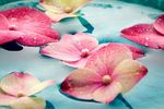 花瓣