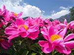 芍药花