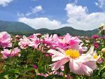 芍药花