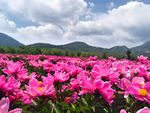 芍药花