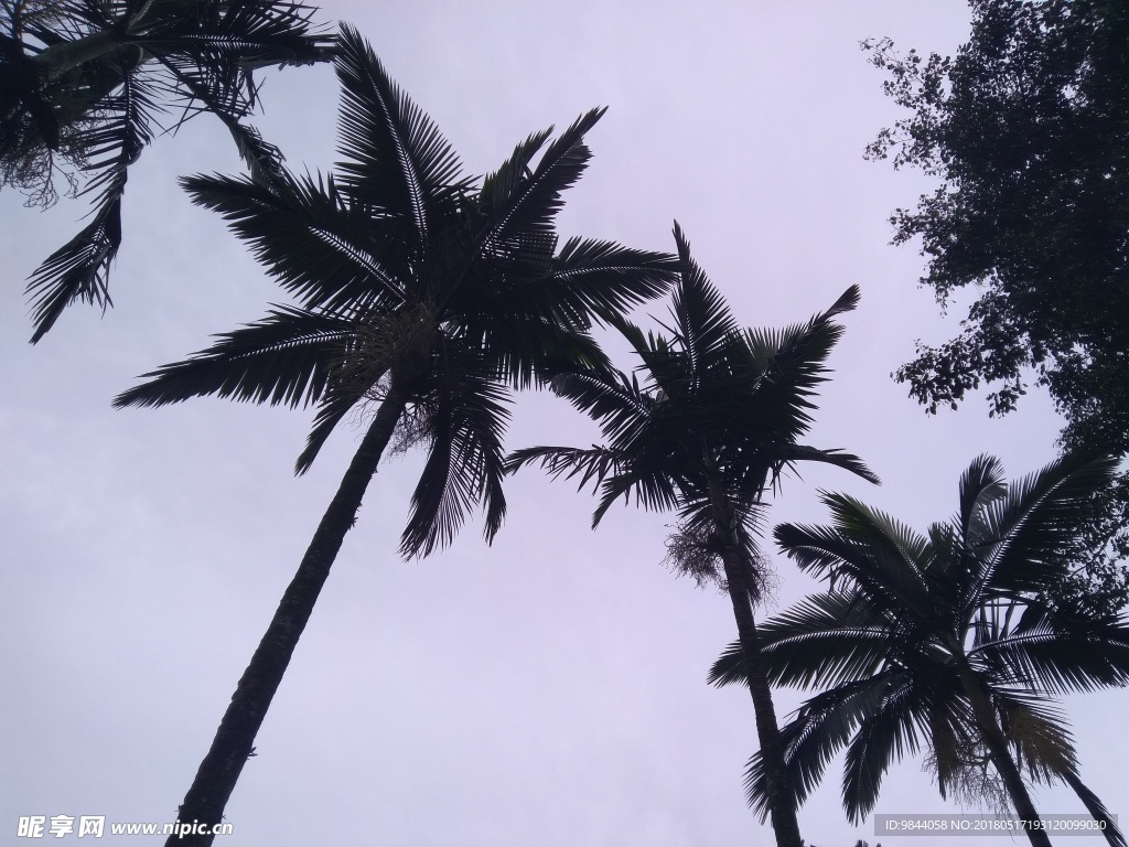 椰树