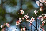梅花
