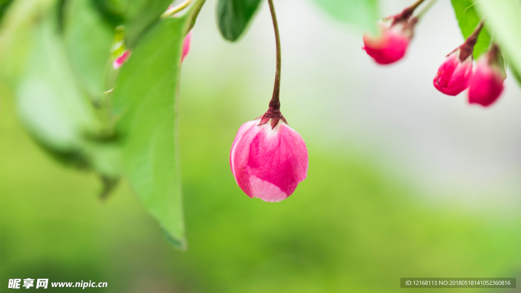 花朵壁纸