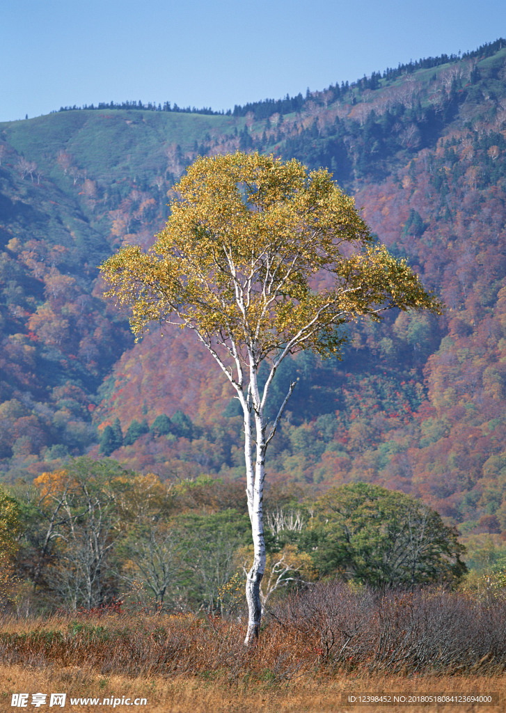 大树