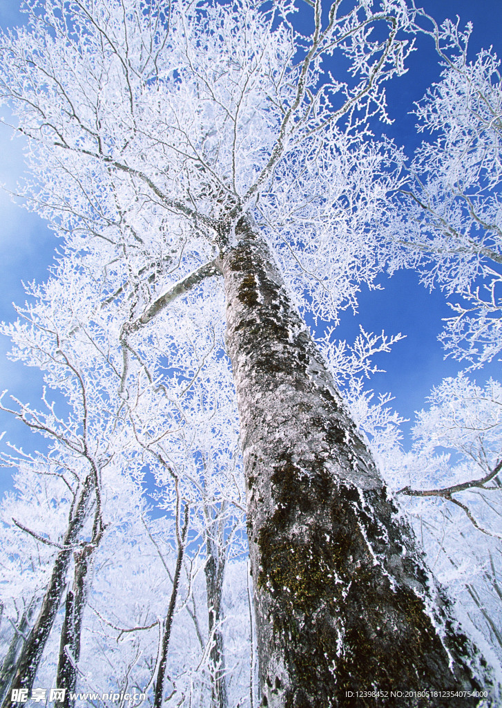 雪中的大树