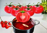 番茄锅底  西红柿红汤