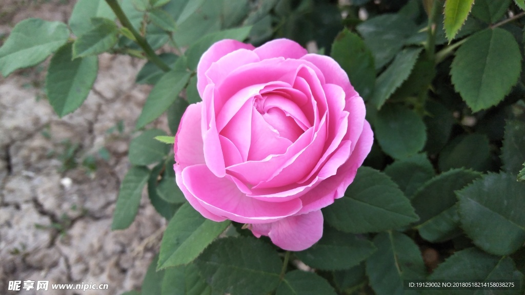 玫瑰花