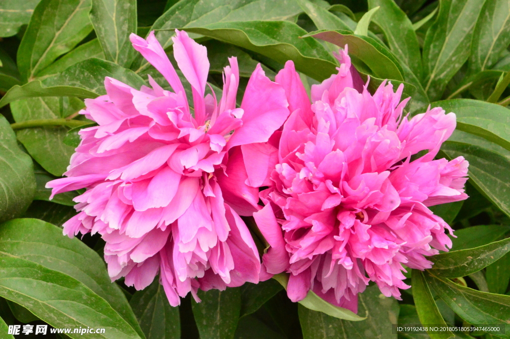芍药花