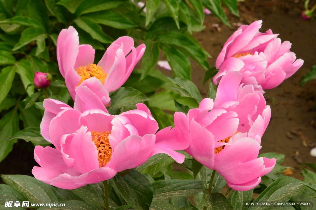 芍药花