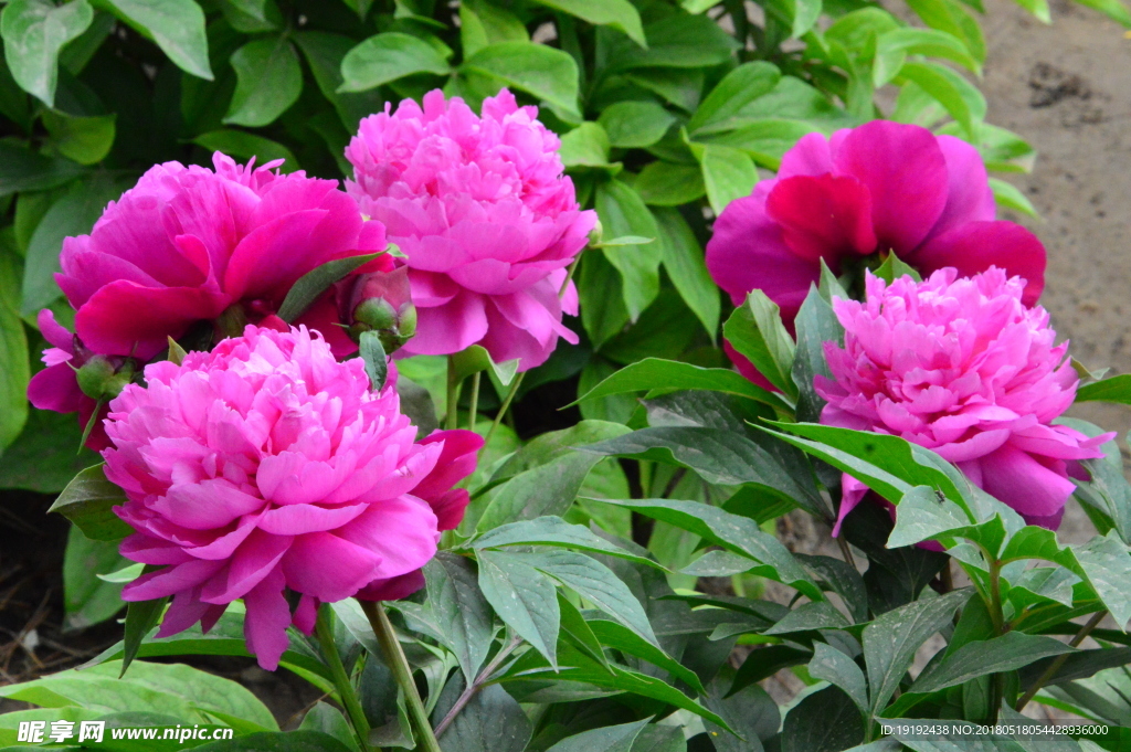 芍药花