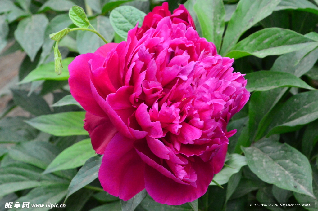 芍药花
