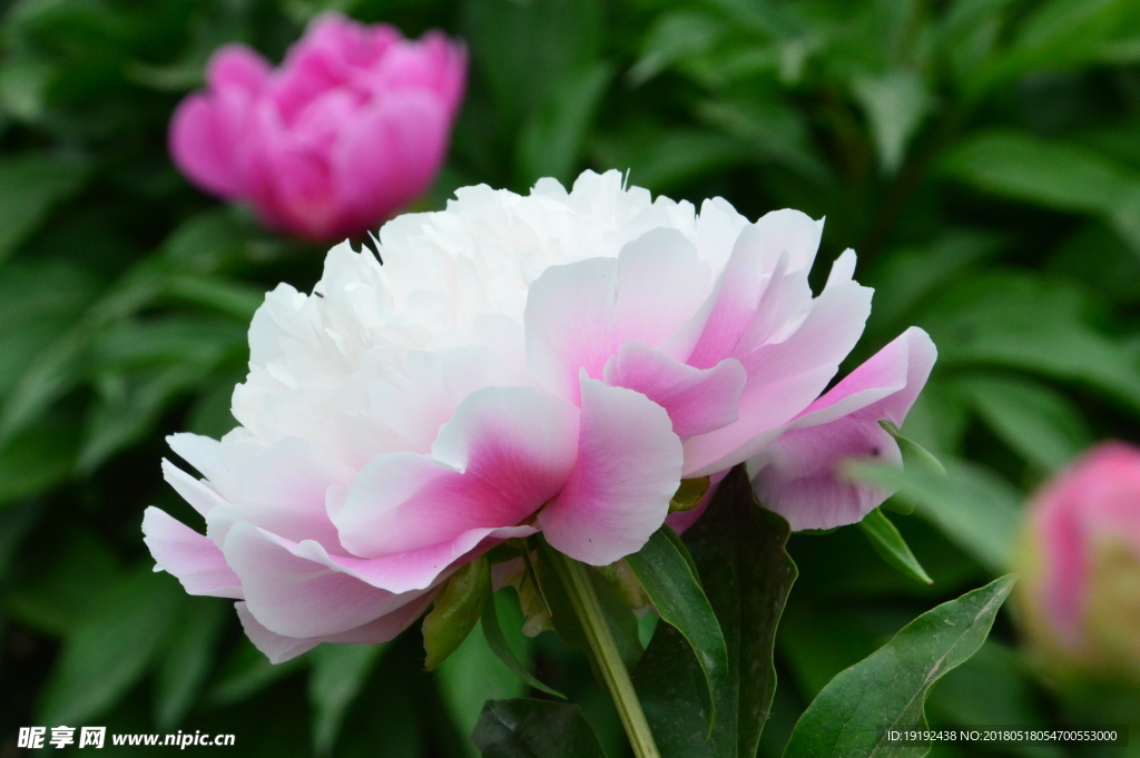 芍药花