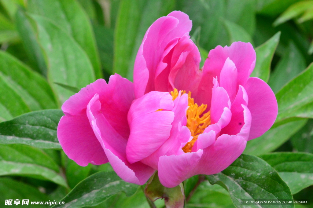 芍药花