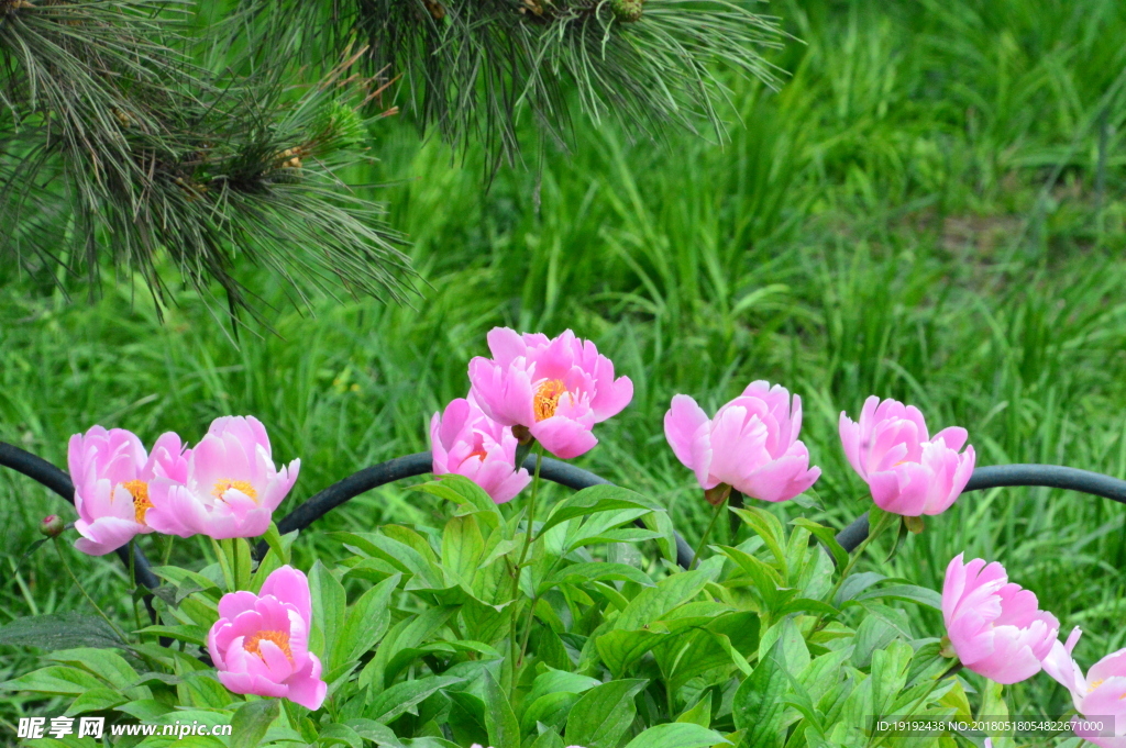 芍药花