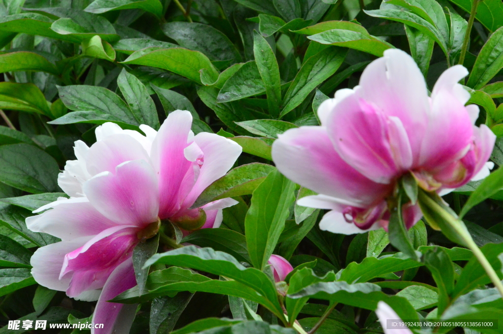芍药花