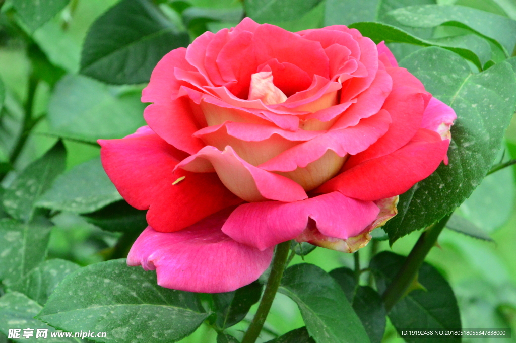 月季花