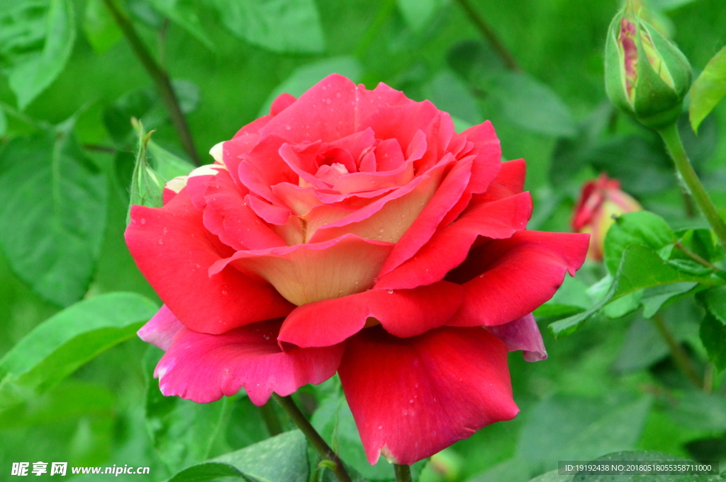 月季花
