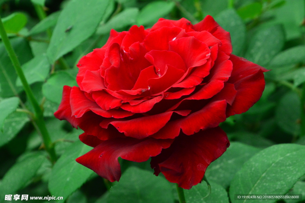 月季花