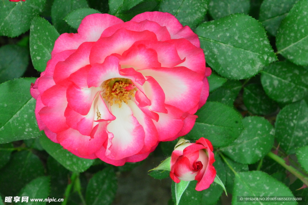 月季花