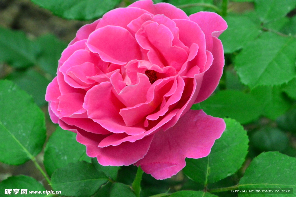 月季花