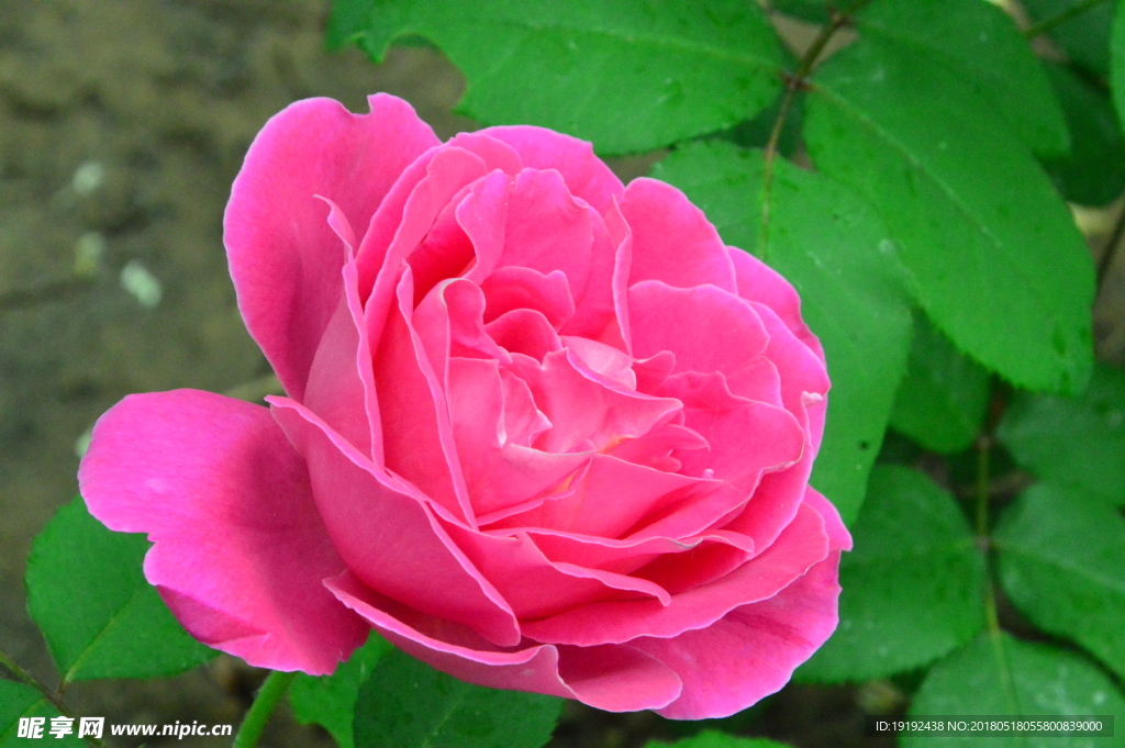 月季花