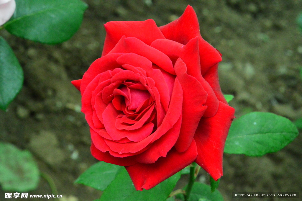 月季花