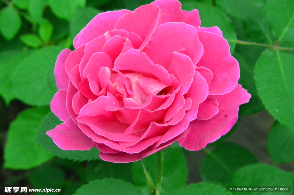月季花