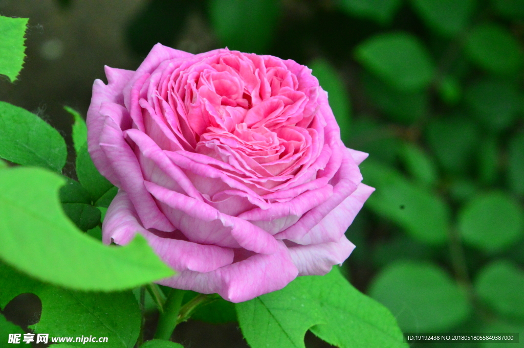 月季花