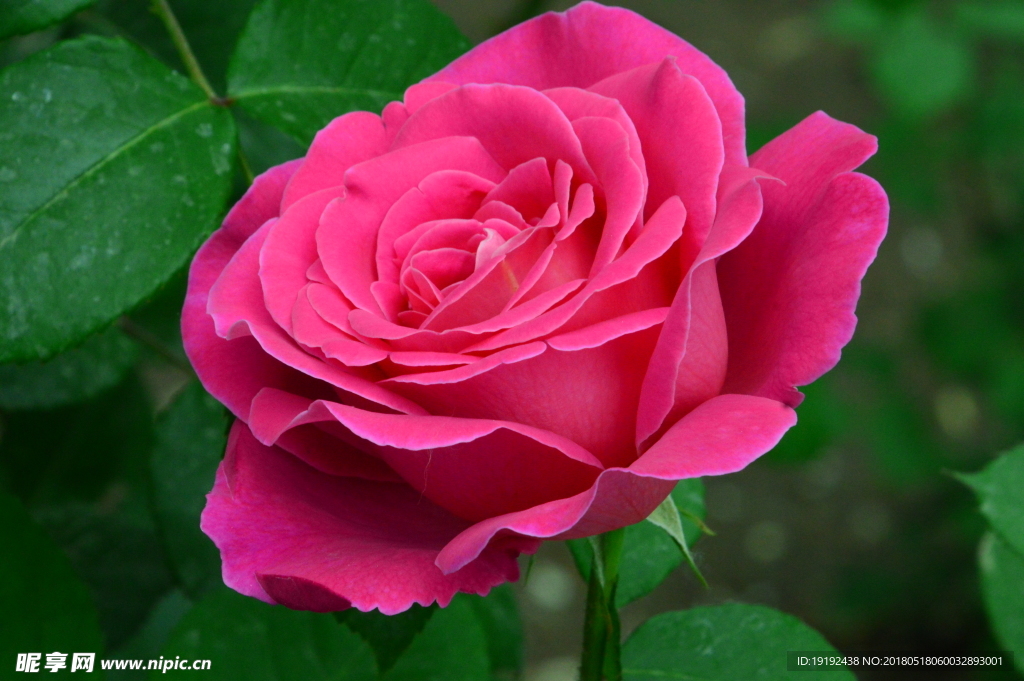 月季花