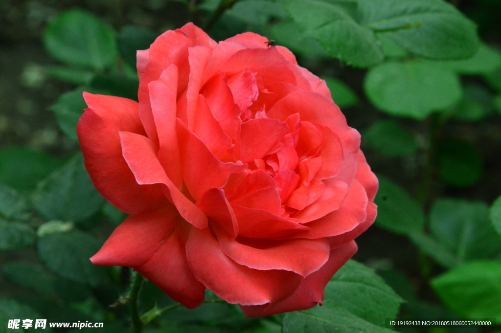 月季花