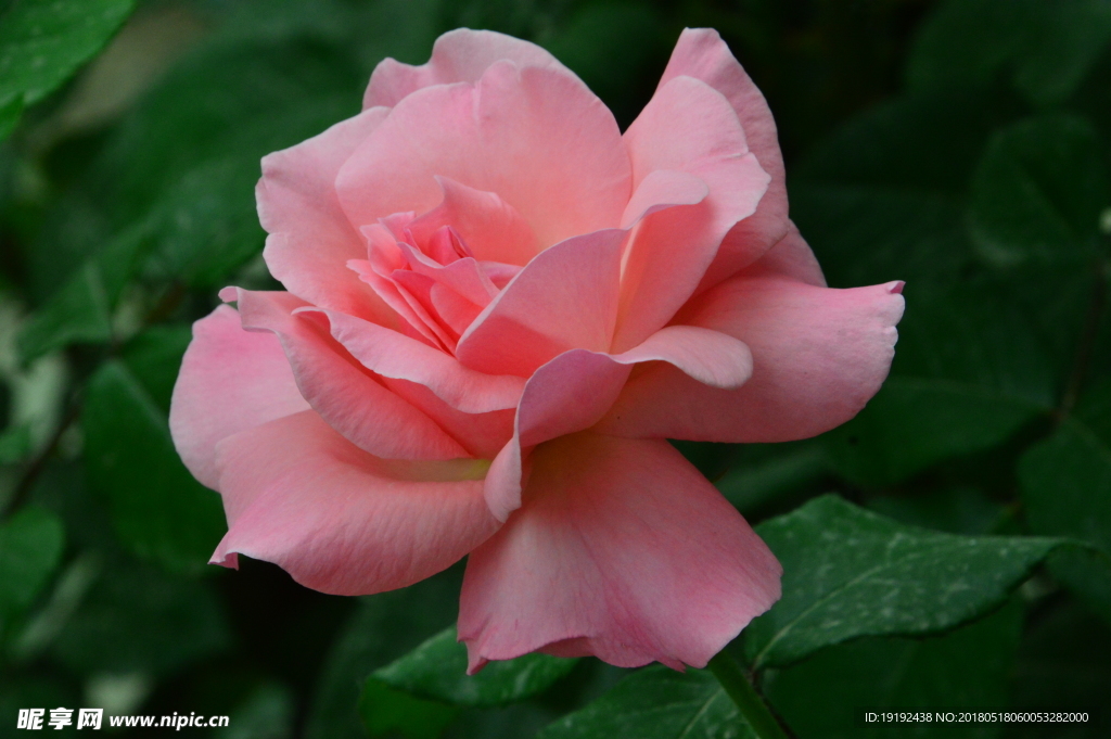 月季花