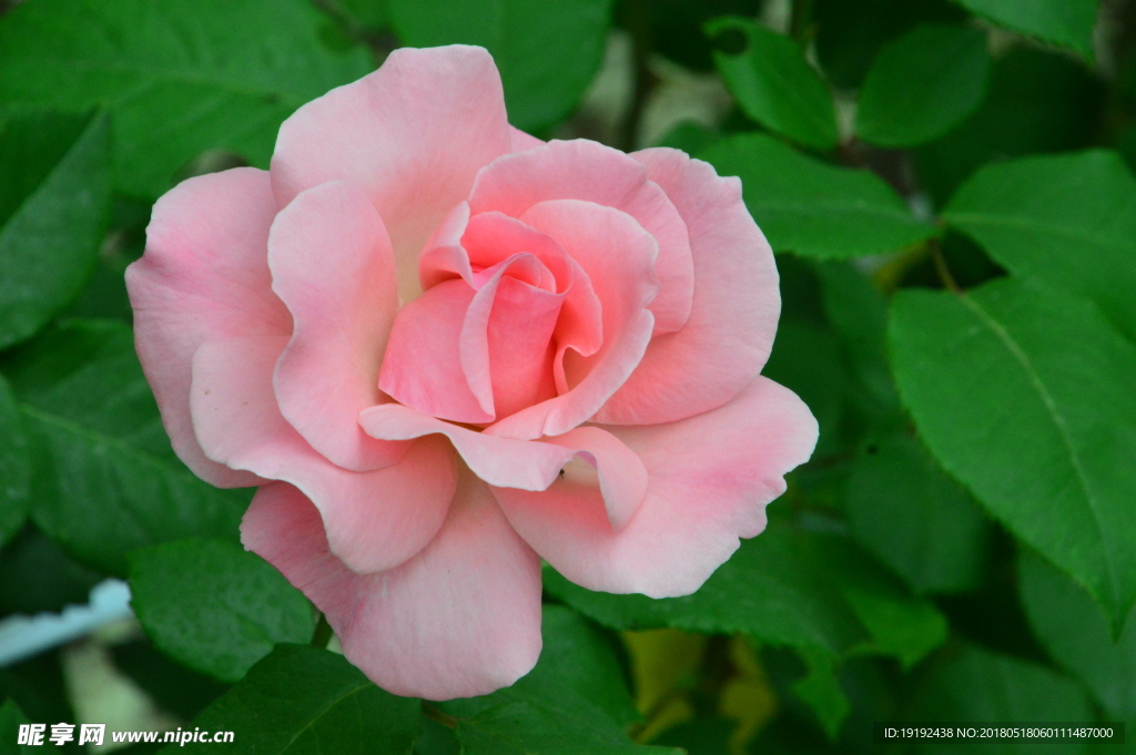 月季花