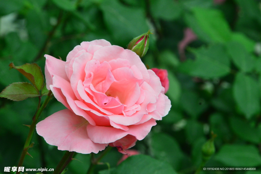 月季花