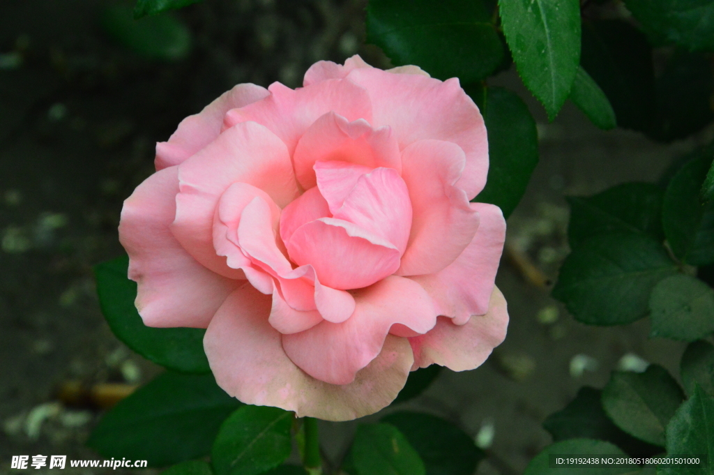 月季花
